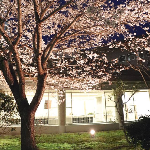 御宿は日々、桜時