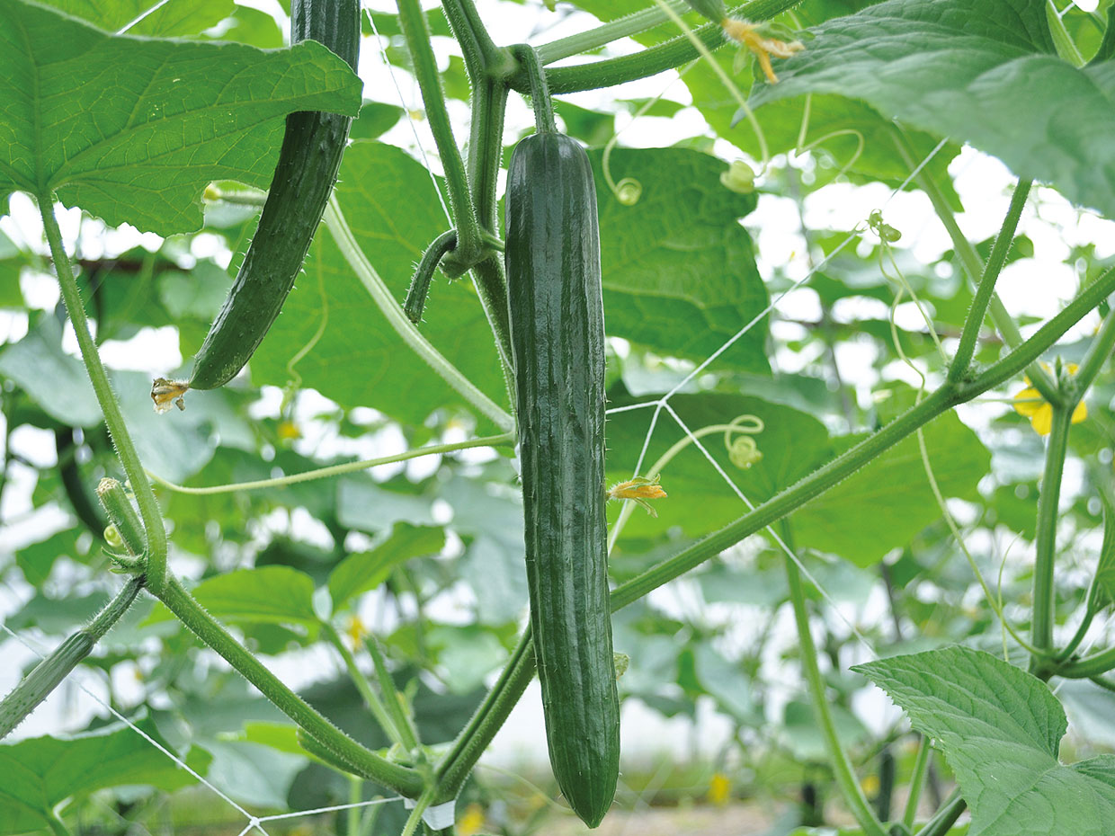 秋田県・ブラックきゅうり