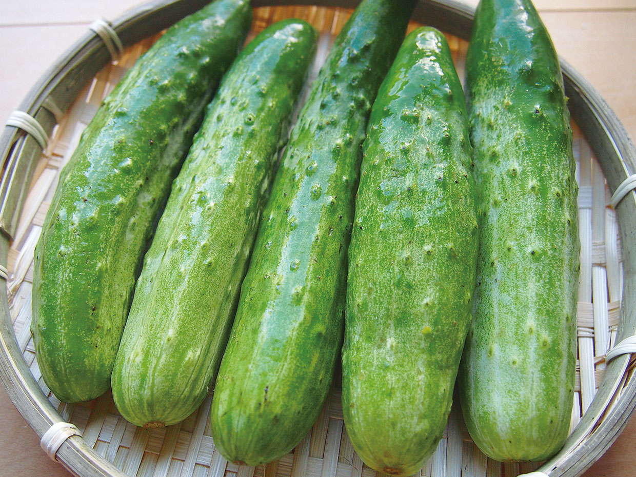 山形県・外内島きゅうり