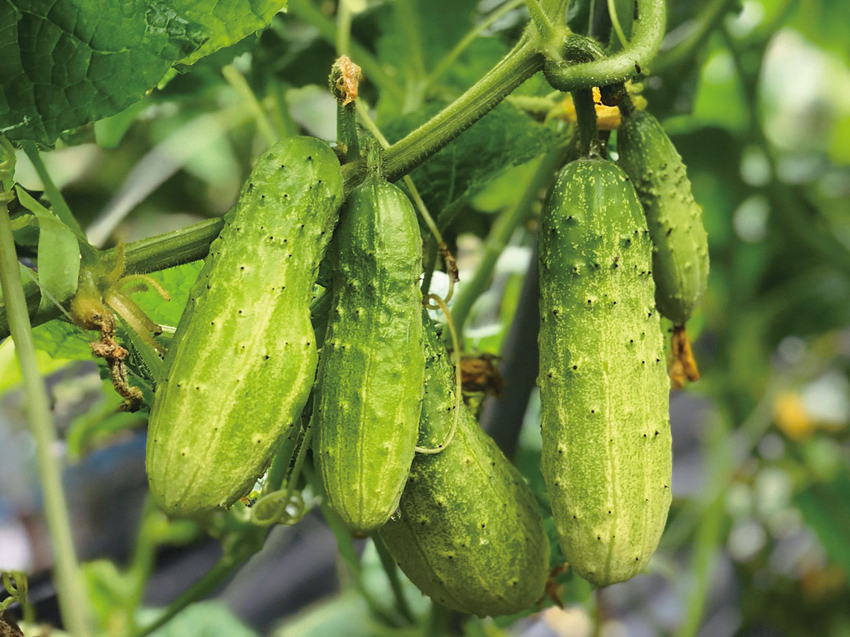 福島県・小白井きゅうり