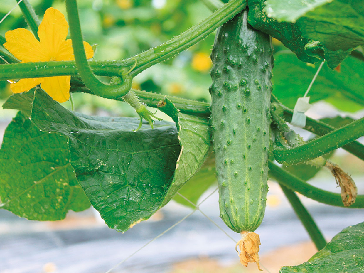 長野県・八町きゅうり