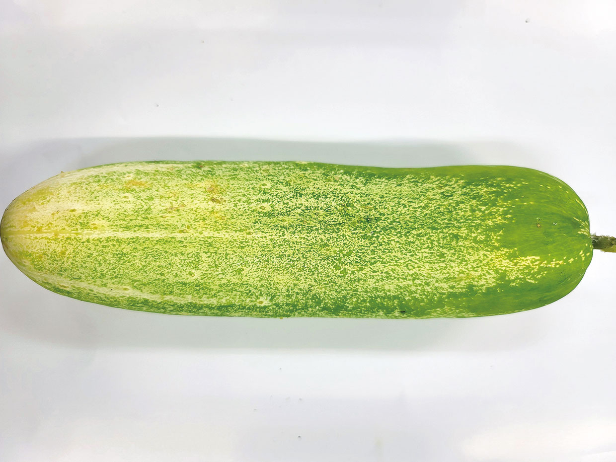 徳島県・美馬太きゅうり