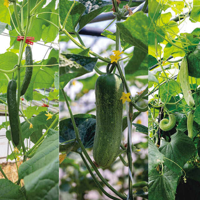 日本の夏&emsp;胡瓜を極める