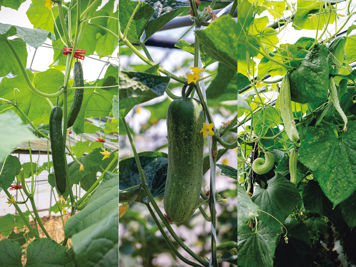 きゅうりの産地(館林、金沢、京都)