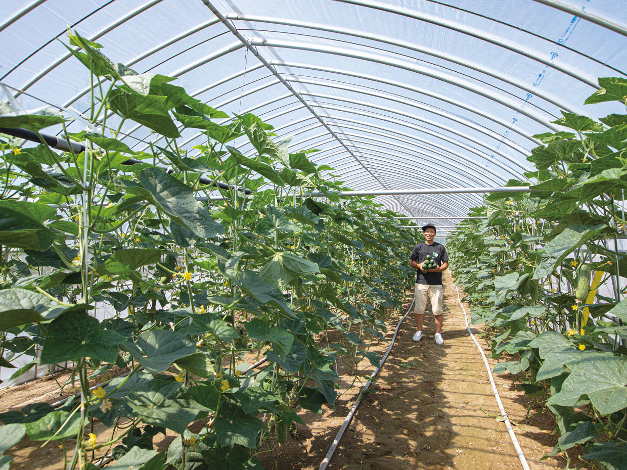 JA金沢市 砂丘地集出荷場 加賀太きゅうり部会 部会長、中林圭吾さん