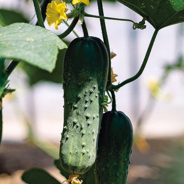 加賀太きゅうり