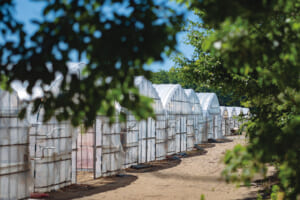 ハウスは生産者ごとに微妙に作りが違う