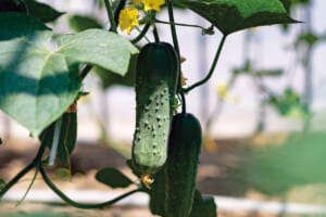 加賀太きゅうりは、皮をむいて種を取ってから調理する