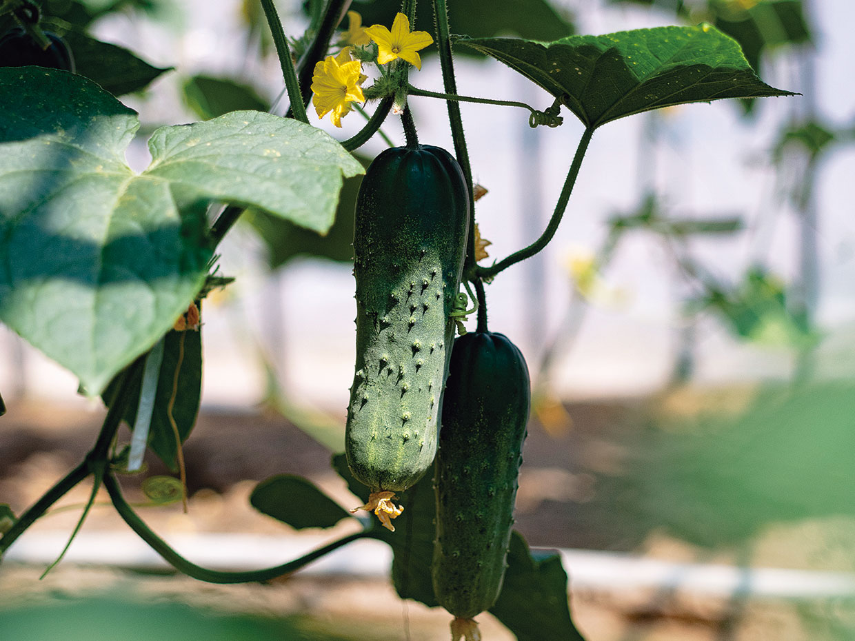 加賀太きゅうりは、皮をむいて種を取ってから調理する