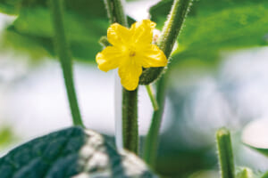 夏の日差しを浴びて、愛らしく咲く花