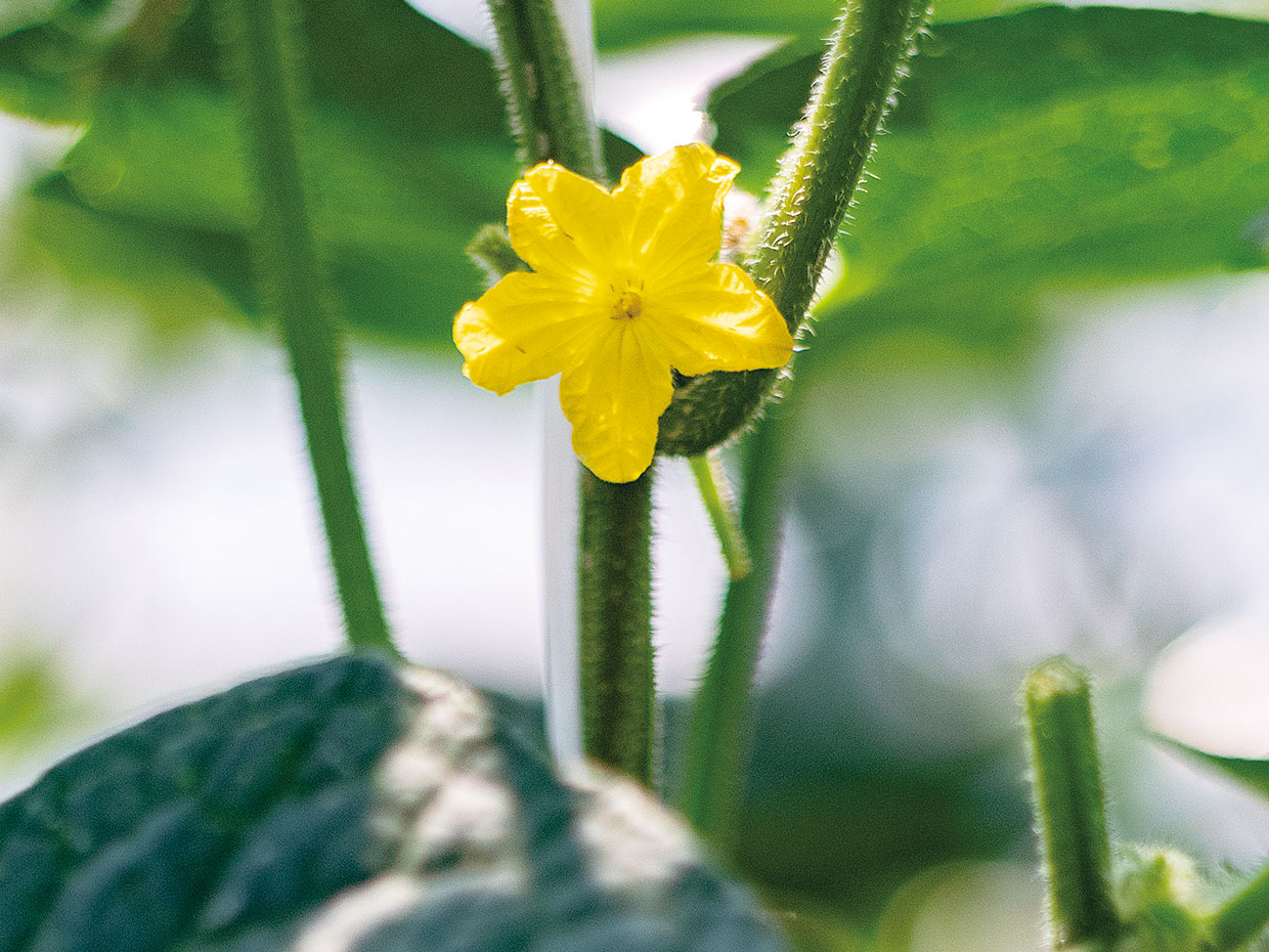 夏の日差しを浴びて、愛らしく咲く花