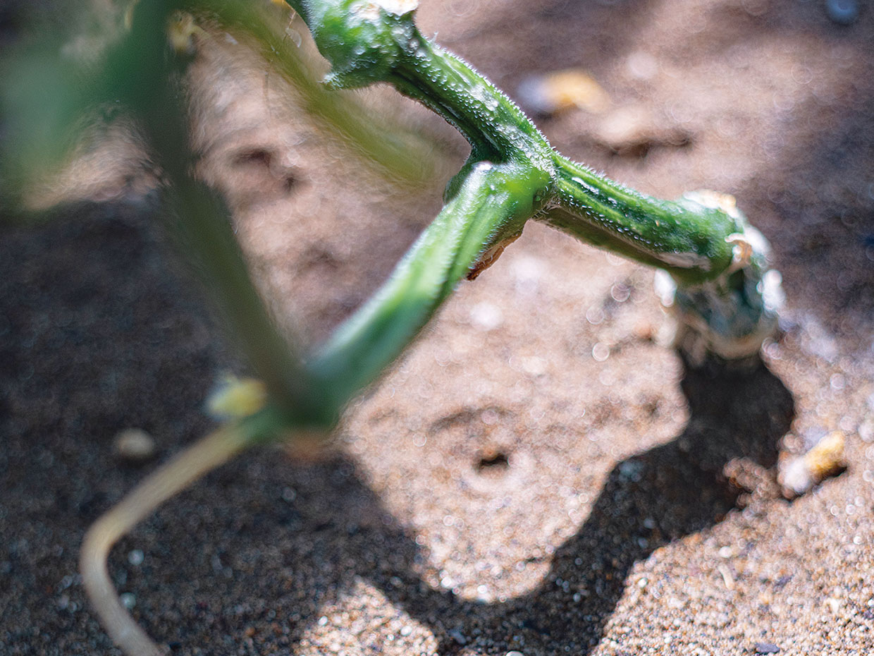 たわわに実る樹を支える根元は、意外にもか細い