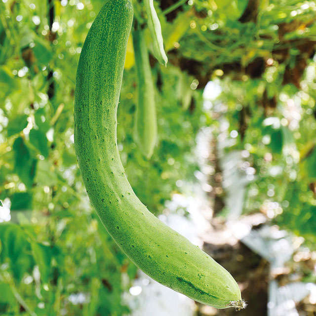 あさかぜきゅうり