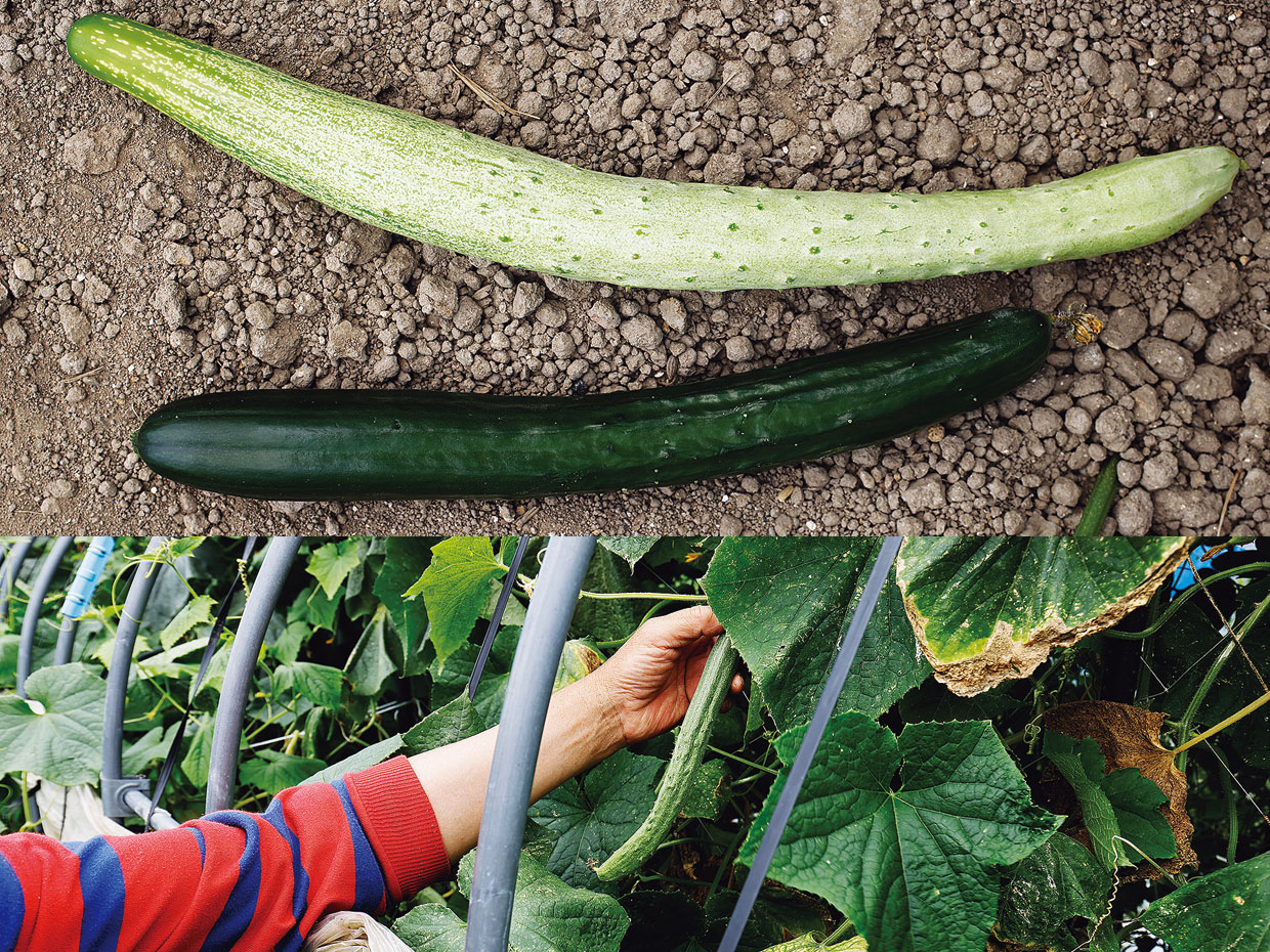 （上）2種類は見た目が全く異なる（下）緑色が強くなってしまったあさかぜきゅうり