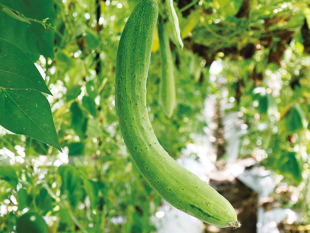 あさかぜきゅうりは曲がりやすい