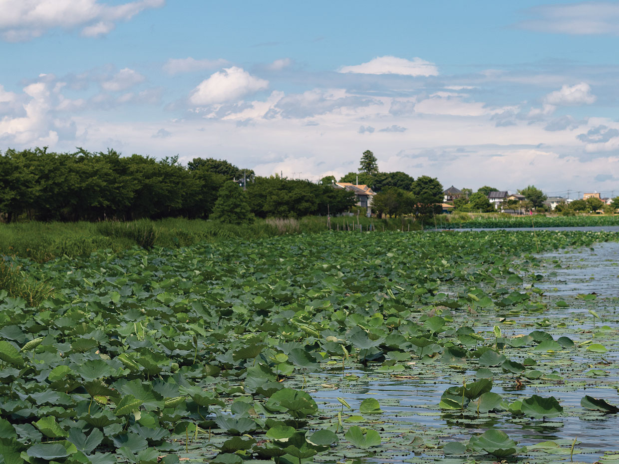 尾曳橋から見える自生のハス。このうち西半分の群落は、縄文時代から生き続ける城沼固有の種