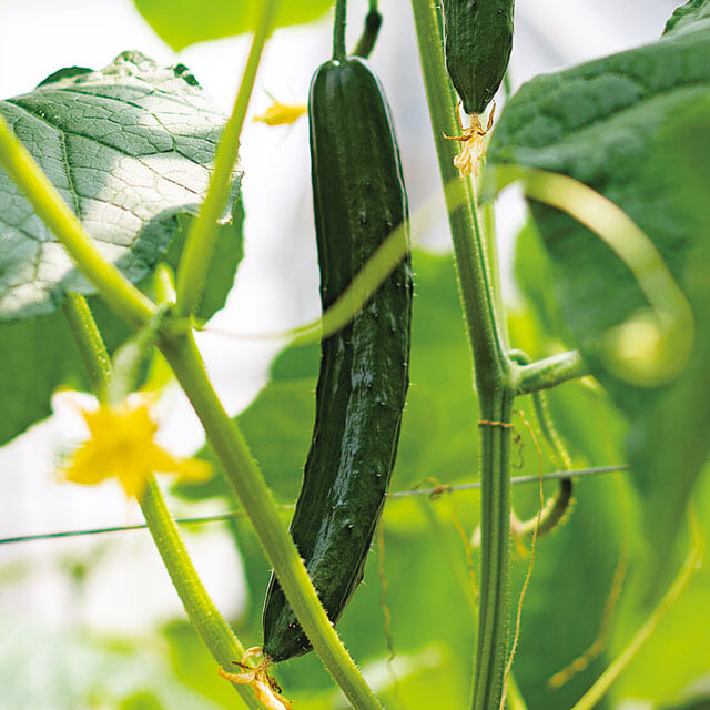 新時代の農業スタディクラブ