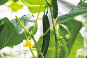 イボ立ちが良く、しならないのが新鮮なきゅうりの証