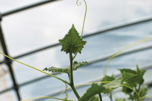 成長途中の葉とつる