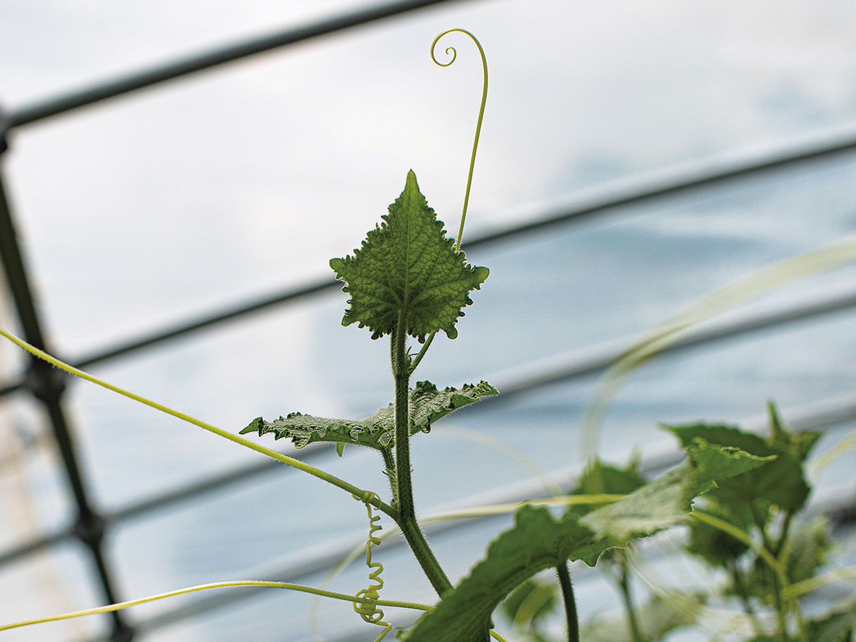 成長途中の葉とつる