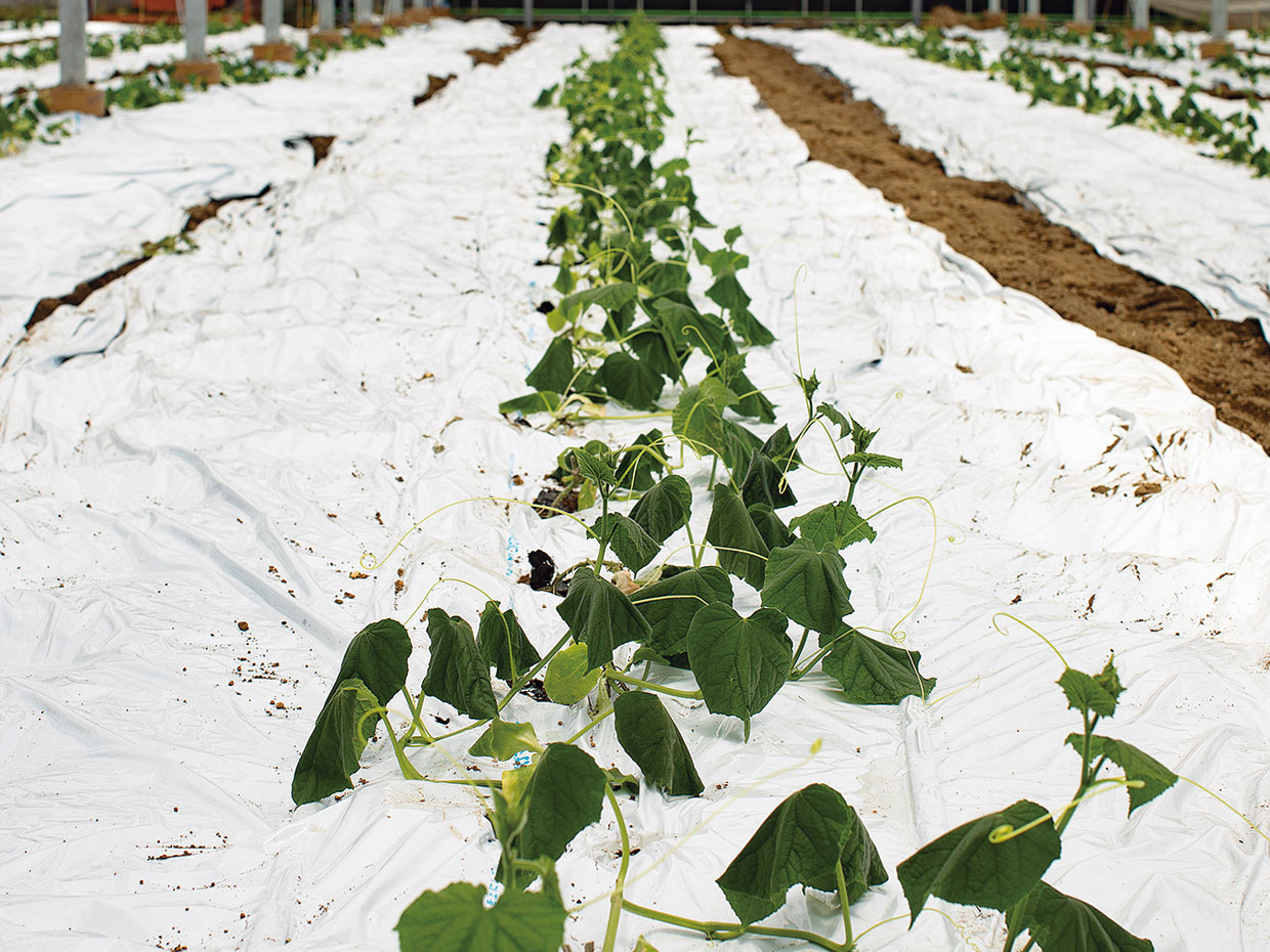3日前に作付けしたきゅうりの芽。成長が早い