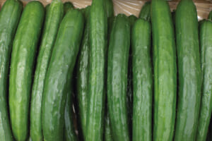 群馬県のきゅうり生産量は全国2位