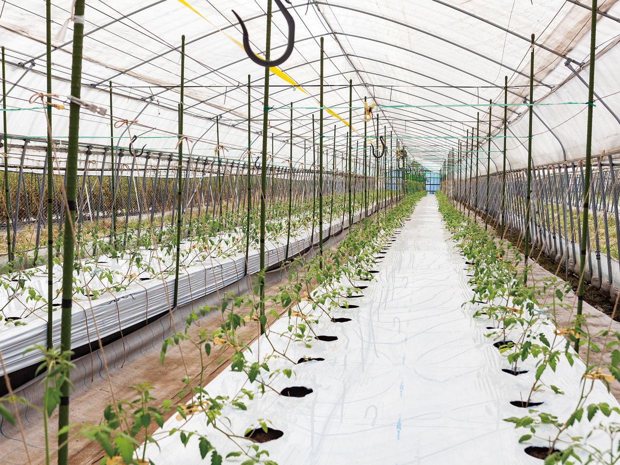 むらおかファーム