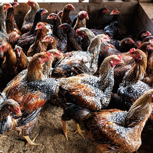 楽粹の豆腐で育てた「鳥取地どりピヨ」