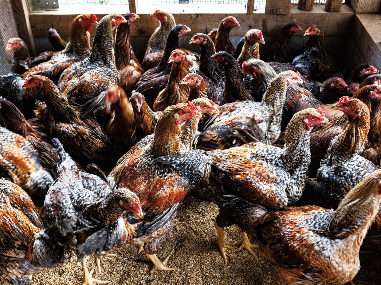 楽粹の豆腐で育てた「鳥取地どりピヨ」