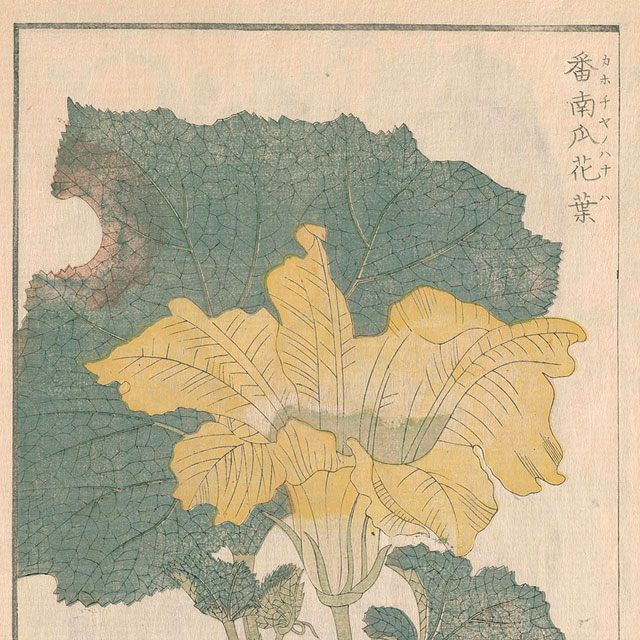 「スイカ愛」は時代を超えて