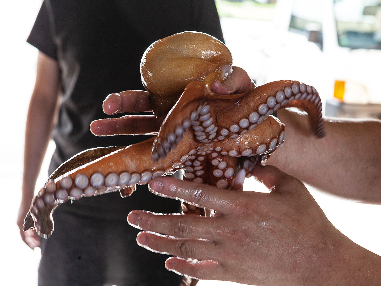 淀江漁港 マダコ