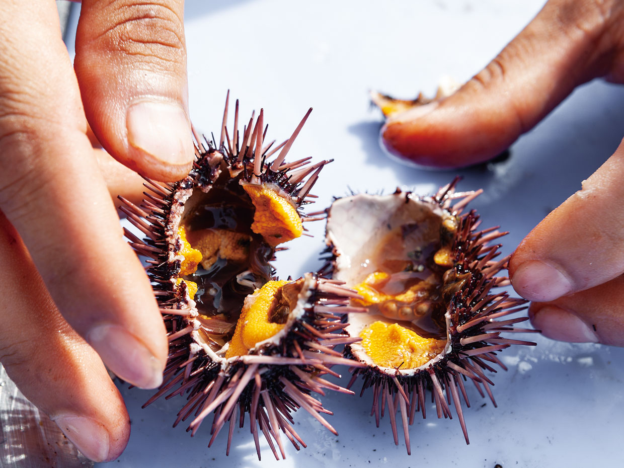 淀江漁港 赤ウニ