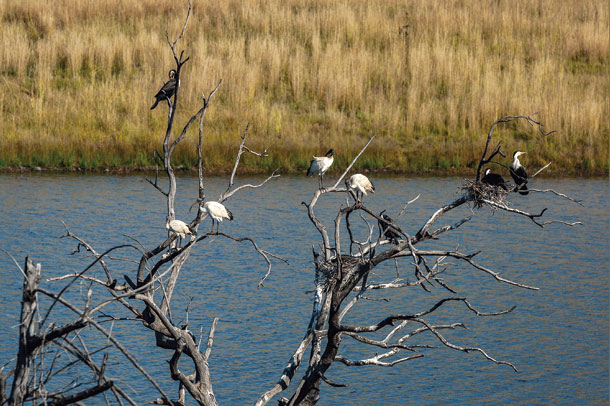 カワウの巣とアフリカクロトキ