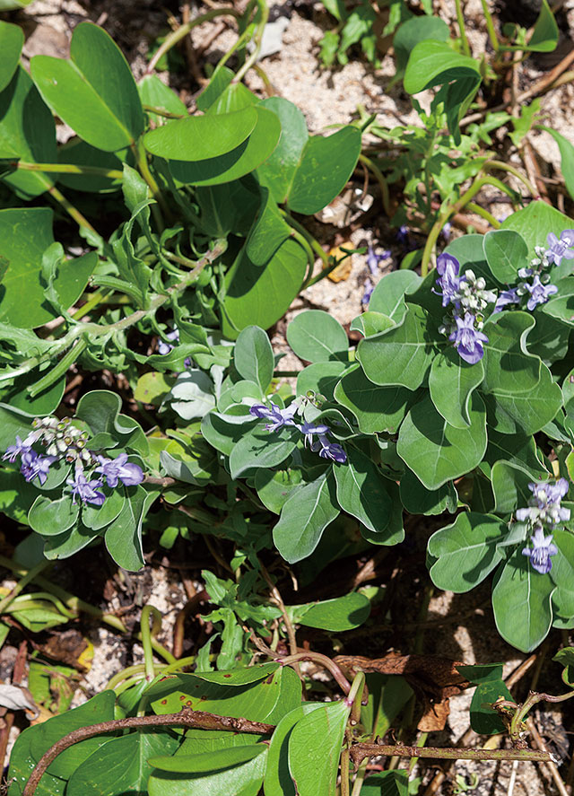 海辺に咲くハマゴウ