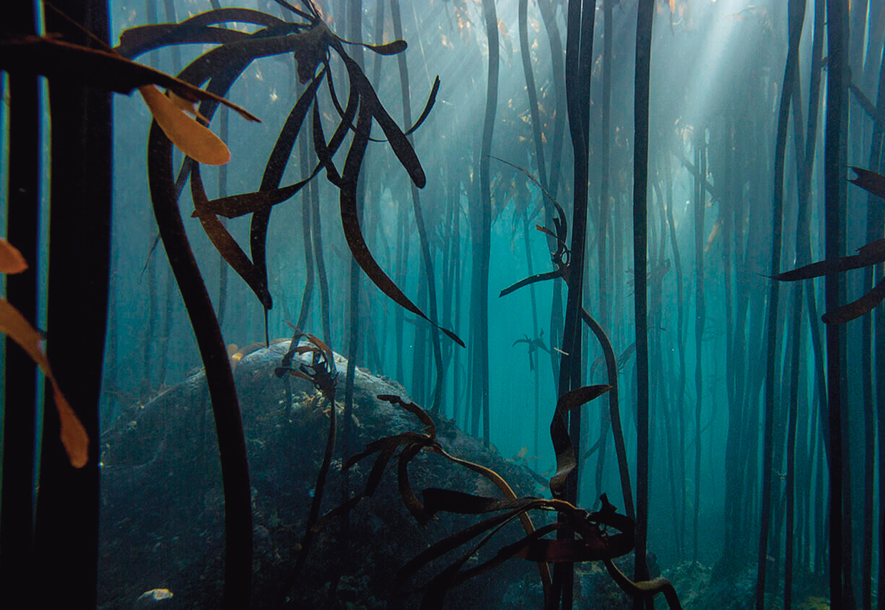 タリスカーは「海に育まれた」と呼べるほど、海と縁が深いウイスキー