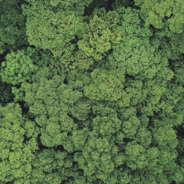 森へ急ぐ ー多様性と多面性の世界へ－