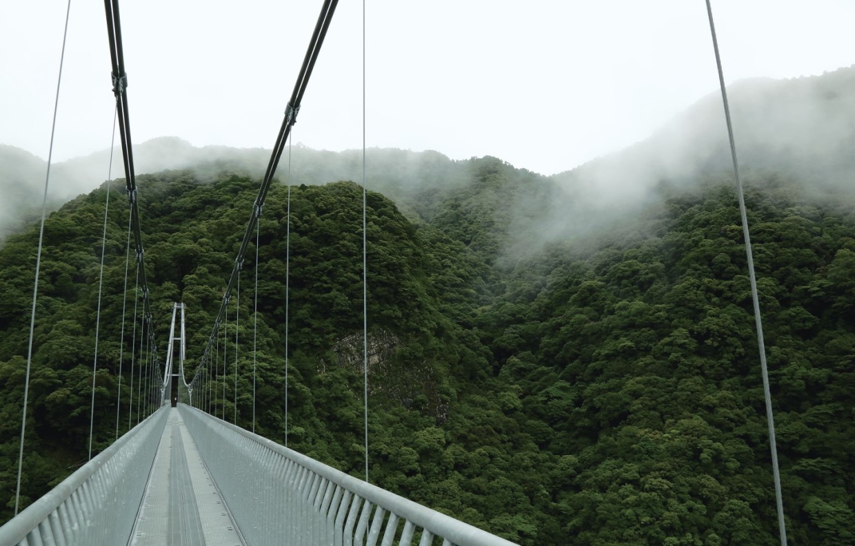 千古不易の照葉樹林、綾の森、NilesNile4月号特集