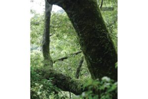 千古不易の照葉樹林、綾の森、NilesNile4月号特集