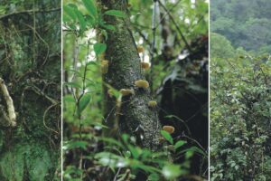 千古不易の照葉樹林 －綾の森－