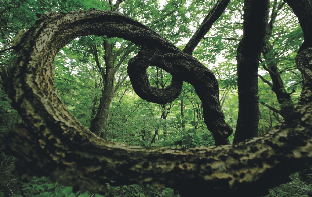 太古の森を歩く、白神山地、NilesNile4月号特集