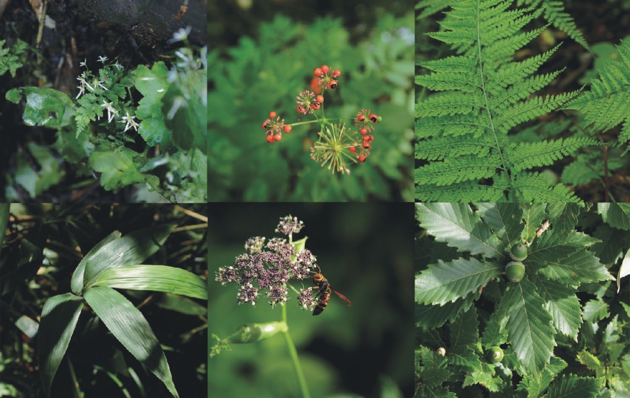 太古の森を歩く、白神山地、NilesNile4月号特集