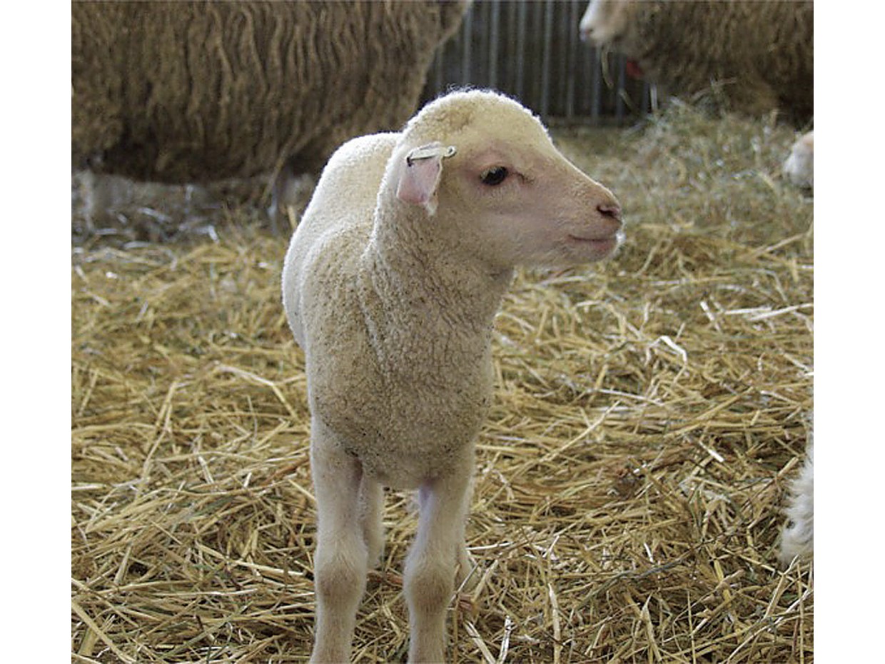 羊特集、神と人。なかだちとしての羊。、日本人と羊
