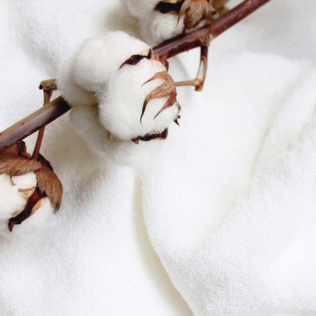 応募終了）超無撚糸タオル「わたのはな」