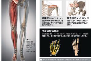 驚くべき骨の力、広島大学、黒坂志穂
