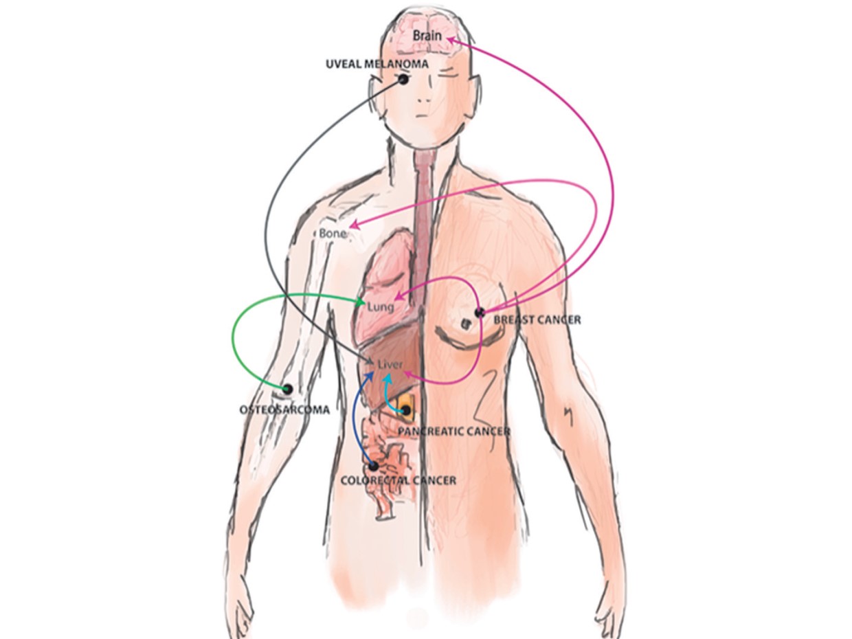 細胞間のコミュニケーションを担うエクソソーム、星野歩子