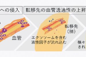 細胞間のコミュニケーションを担うエクソソーム、星野歩子