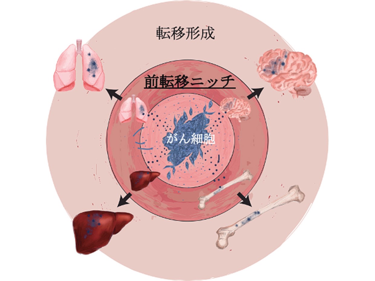 細胞間のコミュニケーションを担うエクソソーム