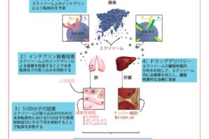 細胞間のコミュニケーションを担うエクソソーム