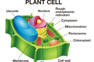細胞とは何か、The Fascinating World of Cells