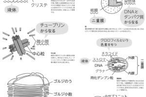 細胞から宇宙まで  Cell to Univerce